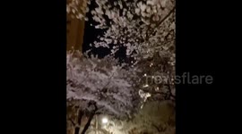 Japan: Night Viewing Of Cherry Blossoms In The Time Of Pandemic 3