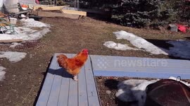 I raise suburban chickens since the pandemic began which is a growing trend but now must remove my handsome Buff Orpington Rooster whose life matters.