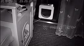 She’s special and a slightly madcap cat does not jump down like other cats