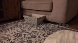 When it’s bedtime and you tell your pup to ‘tidy up’ this is what happens