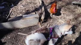Our Alaskan Malamute Puppy Fish doesn't understand that Eye to Eye contact with Rooster Nugget is Dangerous