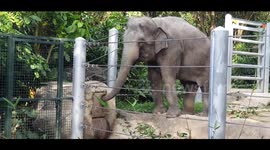 Singapore zoo, Elephant show