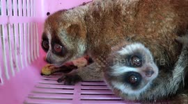 The cute slow loris has been rescued from the protected animal trade