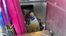 Obese monkey called Godzilla rescued by wildlife officials and sent to fat camp