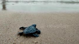 Authorities release 350 turtles into the sea in southern India