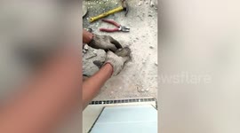 Worker digs hole in concrete floor to save trapped cat in Indonesia