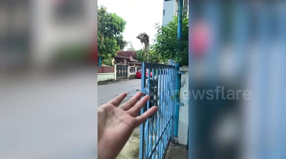 Newsflare - Pet sugar glider tries to jumps into owner's hand but