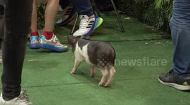 Exotic and unusual pets displayed at trade show in Thailand