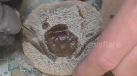 New Zealand YouTuber uncovers '40-million-year-old' crab fossil sealed in rock