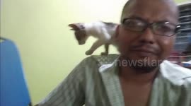 When your cat won't stop interrupting your TV repair tutorial video