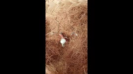 The canaries egg has hatched a cute baby bird in the morning