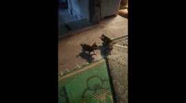 Indonesia :Two Kittens Playing