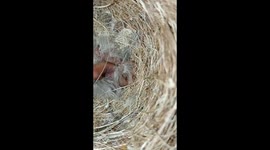A hungry baby canaries open its mouth asking food from its mom