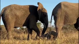 Elephant Cows gather to protect baby albino elephant from a possible threat