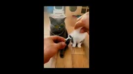 Funny in home with my cat