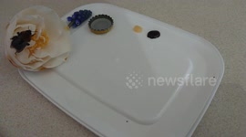 Update: gave an old bee some honey. He didn't recover but he'll go out like a king.