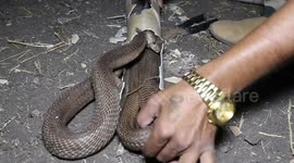 Wildlife officials in India cut open pipe to free cobra trapped inside