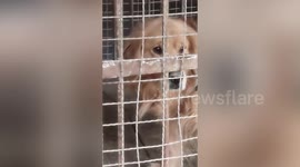 Video of Chinese zoo trying to pass golden retriever as lion goes viral following 'human bear' debate