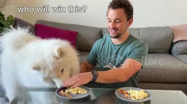 Speed eating contest with a fluffy dog in Los Angeles, California