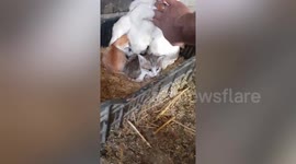 Mother hen shelters three kittens like they are her babies in Iraq