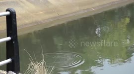 Dolphin rescued after taking wrong turn and getting lost in river