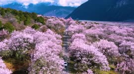 Breathtaking drone footage captures sea of flowering peach blossoms in southwest China