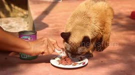 Pet Siamese, 34, could be the oldest living cat in the world