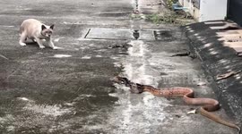 Pet cats scare away wild snake that invaded their owner’s home