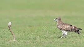 Cobra scares away an eagle which tried to hunt it for food in India