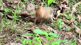 Rare Hoopoe bird feeds on forest floor of a mountain in the Philippines