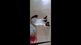 A cat that marks its territory as soon as it moves in.