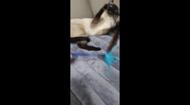 귀찮지만 놀아줄게.