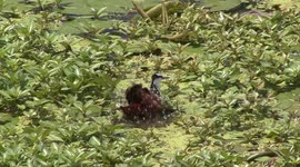 This beautiful African Jacana bird almost walks on water - watch it bathing, preening and hunting