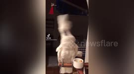 This cockatoo is a veteran “model and actor” who’s rubbed shoulders with Harry Styles, Daniel Craig and droves of other big-name stars during his illustrious, 19 year career.