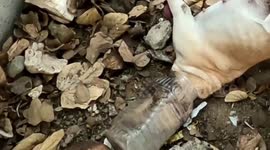 Rescuers save dog trapped in plastic bottle for 27 days in India