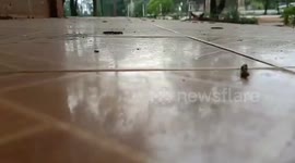 Thousands of caterpillars invade school building in Thailand