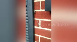 Praying mantis sneaks behind lantern fly before devouring it in Pennsylvania