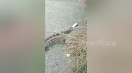 Thai couple remove metal can stuck on distressed monitor lizard's head