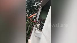Cats crowd over balcony to watch birds in southern Thailand
