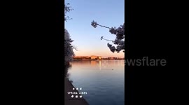US: Cherry Blossoms In Washington, D.C. Reach Peak Bloom