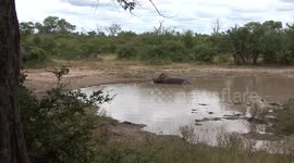 Resting Rhino blows bubbles while being tormented by flies, a bird and a flesh-eating Terrapin