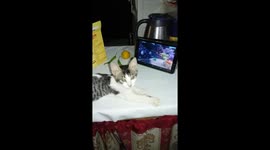 My cat watching Nemo movie while I'm cooking at the kitchen of our food and his food too.
