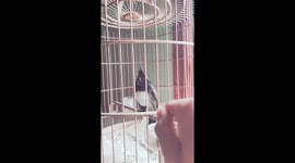 The bird sings and dances according to the man's finger gestures