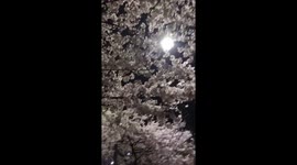 Seoul Cherry Blossom Night View, Festival, Lighting restaurant