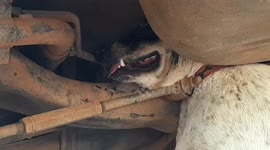 Pet dog rescued after being found with head stuck under car