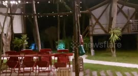 Two hungry wild elephants caught raiding villa resort in Thailand