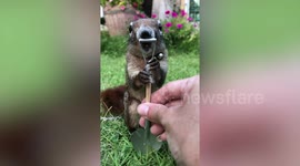 Adorable pet squirrel enjoys cosplay in different outfits in Thailand