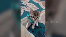 Adorable kitten falls down from the weight of his very dapper bowtie