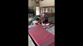 Trapped barn owl waits patiently as string is removed from around its wing