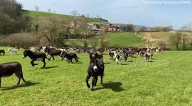 Herd of donkeys run free after escaping lockdown
